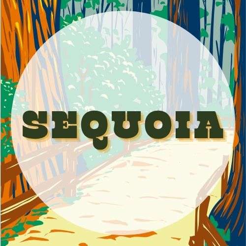 NPEDU_ParkGuide Sequoia