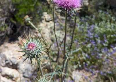 New Mexico Thistle