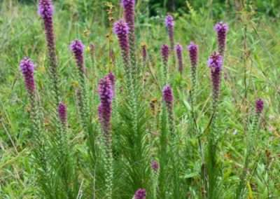 Prairie Blazing Star