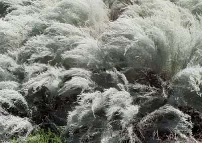 Sand Dune Sagebrush