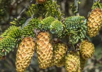 Sitka Spruce