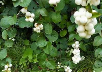 Snowberry