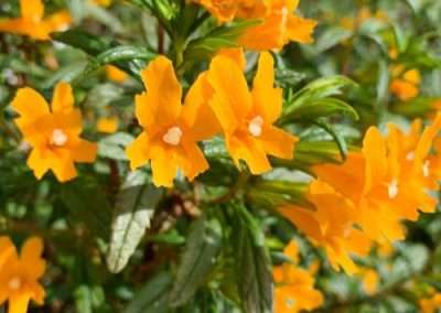 Sticky Monkeyflower