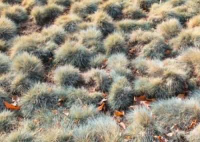 Tundra Grass