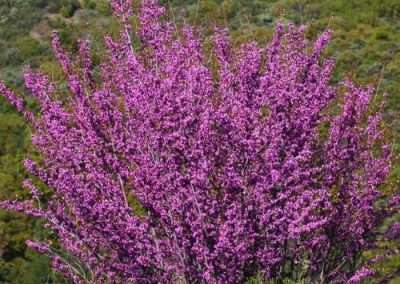 Western Redbud