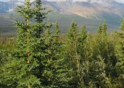 White Spruce