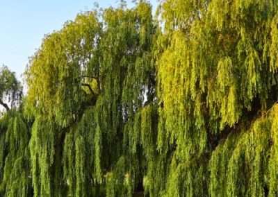 Willows